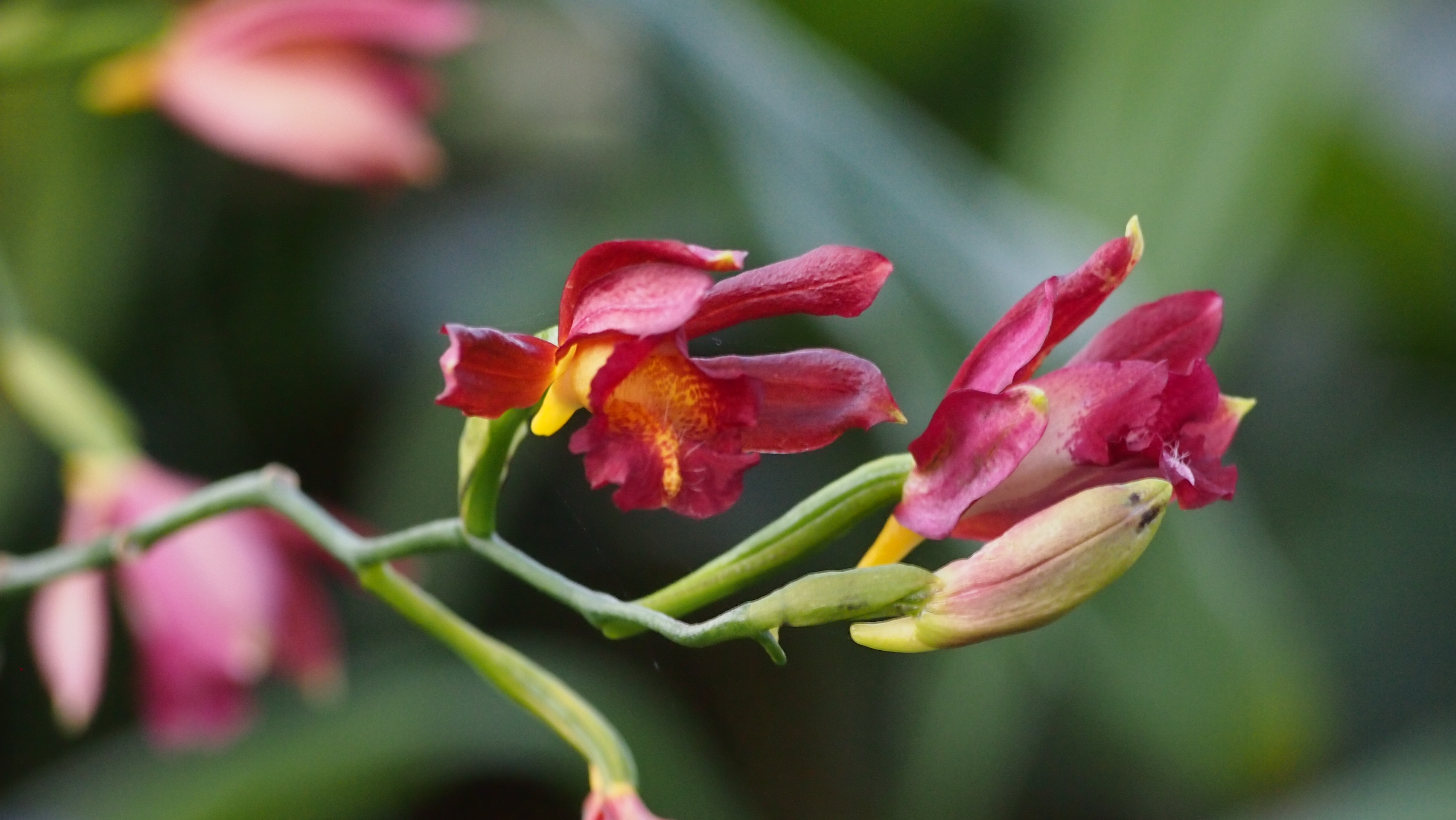 กล้วยไม้ดง Phaius mishmensis (Lindl. & Paxton) Rchb.f.<br/>ORCHIDACEAE